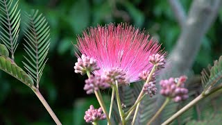 Sowing Albizia [upl. by Nosak572]