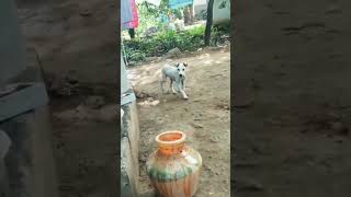 Rajapalayam dog puppy mass walking [upl. by Ennoitna981]