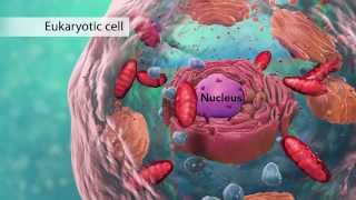 Biology Cell Structure I Nucleus Medical Media [upl. by Neelyk]