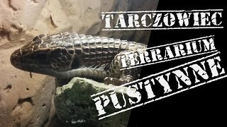 Jak zrobić terrarium pustynne  Tarczowiec sudański Broadleysaurus major [upl. by Sande]