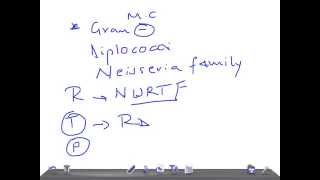 Medical Video Lecture Moraxella catarrhalis Microbiology [upl. by Hathaway]