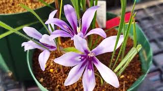 【激レア種】バビアナ・クネアタ！Babiana cuneata blooming in my nursery [upl. by Ataliah990]