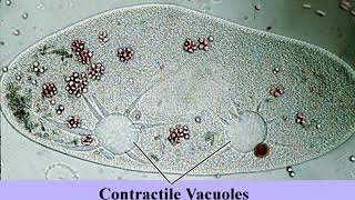 Paramecium contractile vacuole  osmotic regulation [upl. by Noma]