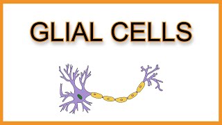 Glial Cells Astrocytes Microglia Oligodendrocytes Schwann Cells Ependymal Cells [upl. by Nylemaj]