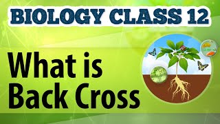 What Is Back Cross  Genetic Basis of Inheritance  Biology Class 12 [upl. by Damek]