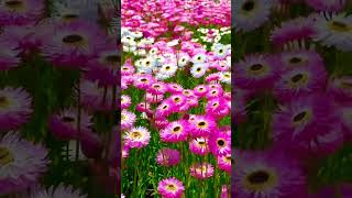 Rhodanthe flower youtubeshorts trending flower love song music gardening [upl. by Anhpad]