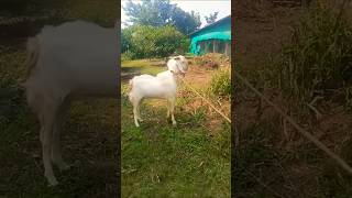 Pink skin full white malwa bakra goat [upl. by Adiari]