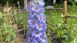 Staking And Supporting Your Delphiniums [upl. by Hope861]