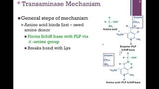 134Transaminase Mechanism [upl. by Amaryllis]