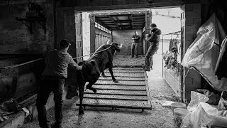 😨😱Embarque de los toros de Lopene😱😨 [upl. by Adnahsal]