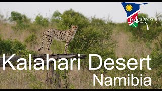 Why visit the Kalahari Desert in Namibia [upl. by Aihsekyw]