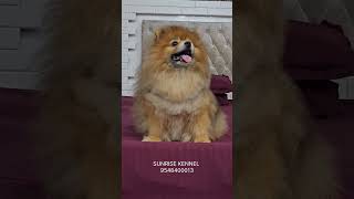 Sunrise Kennels Toy Pom Alok Nandas Breeding Beautiful Import Line Boy 🌺ZEM🌺 doglover puppyvideos [upl. by Abernathy]