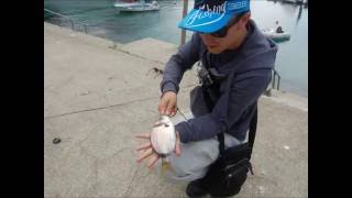 Rockfishing en Asturias Sargos en Cudillero [upl. by Eeliram]