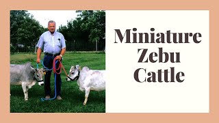 Miniature Zebu Facts Oldest Miniature cattle breed [upl. by Satsoc]