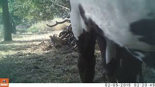 Watusi sticking their face in my trail camera [upl. by Lacefield]