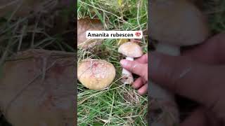 The blusher Amanda rubescens mushroom [upl. by Ydnic]