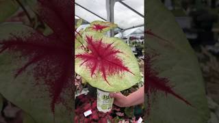 Gardening Tip  Caladium [upl. by Mairhpe]