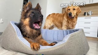 Watch My German Shepherd Speak His Own Unique Language [upl. by Sol40]