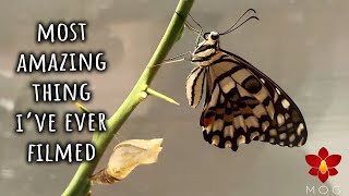 Watch the amazing birth of a butterfly 🦋 Greatest garden discovery yet 🌺🌹🌳 [upl. by Drazze]