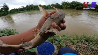 Nursery ikan kenerak  sungai jelai kuala lipis wms 273 [upl. by Nosyk]