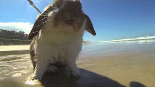 Rabbit at the beach [upl. by Goth]