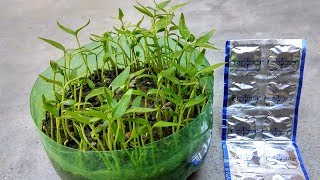 How to grow seed faster using Disprin  Fast and easy seed germination [upl. by Salvucci]