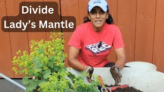 How To Divide Ladys Mantle  Alchemilla mollis [upl. by Trebornhoj]