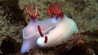 Mucky Secrets  Part 19  Sea Slugs Feeding amp Mating  Lembeh Strait [upl. by Georgina]