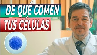 NUTRICIÓN CELULAR ¿Qué comen tus células [upl. by Luckin580]