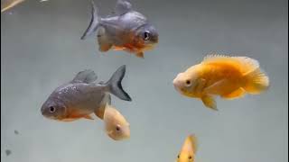 Red Belly Piranha  Albino Oscar  Arowana tank mates [upl. by Dasi]