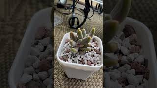 Pachysedum Ganzhou Variegated [upl. by Aierbma]