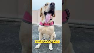 हज़ारों खूबियाँ हैं मुझ में☺️☺️ ytshorts trending viral funny comedy dogs doglover shorts [upl. by Hajile]