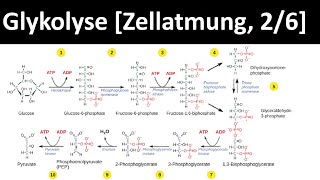 Glykolyse  erster Schritt des Glucoseabbaus  Zellatmung 26  Biologie Oberstufe [upl. by Adlesirk256]