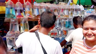 21072024 galiff street  fish market  galiff street fish market kolkata  cheapest fish market [upl. by Ymerej]