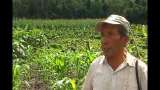 Resacate de la agricultura Maya Itzá en Petén Guatemala COSMOVISION [upl. by Brenton]