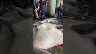 Super Giant Manta Ray for Sale You Have to See This 🐋💰 MantaRay FishMarketFind OceanGiant [upl. by Falk]