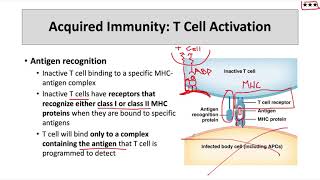 T cell activation and CD4 vs CD8 classification [upl. by Hcab560]