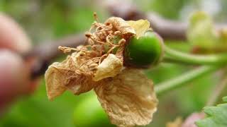 Detección temprana de presión y resistencia a fungicidas Botrytis en cerezos [upl. by Aicnetroh137]