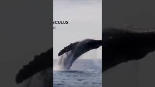 La ballena azul gigante documental dinosaurios ciencia [upl. by Halden]