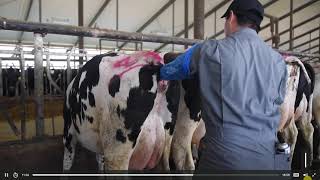 Heat Detection in Cattle  Training by GENEX  Breeding Masterclass Chapter 01 [upl. by Narret888]