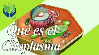 Citoplasma explicación y ejemplos [upl. by Killy]