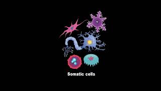 Stem Cells vs Somatic Cells Whats the Difference [upl. by Briney842]