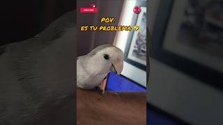 Es mi problema no tú problema 🤣🤣🤣 firulais humor parrot [upl. by Ordnasil265]