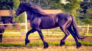 2 HOURS of AMAZING HORSES From Around the World  Relaxing Music and Stress Relief [upl. by Marshall243]