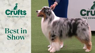 Best in Show  Crufts 2024 [upl. by Eahsram]