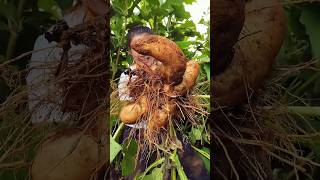 Remove sweet potato harvesting activities from farmers with rural farming life reels 2024 shorts [upl. by Garceau]