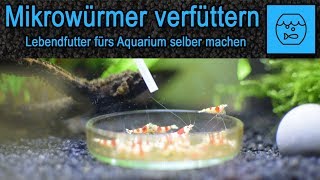 Mikrowürmer züchten und verfüttern  Lebendfutter selber machen  Fischfutter  Anleitung  Rezept [upl. by Euqinue]