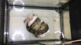 Warning Live Feeding Snake  Boa Constrictor Eating Rabbit [upl. by Krigsman]