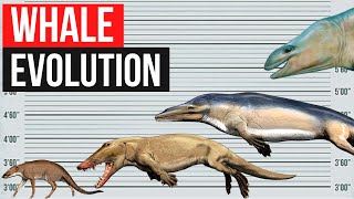 Whale Evolution  In 2 minutes [upl. by Laiceps337]