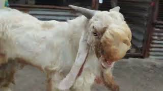 Mashaallah beautiful bakra for sale contact nambar 9619648906 [upl. by Hube]